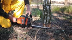 Best Tree Disease Treatment  in Hoosick Falls, NY