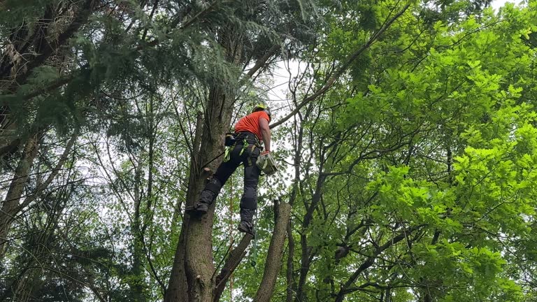 Best Seasonal Cleanup (Spring/Fall)  in Hoosick Falls, NY