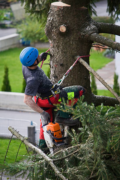 Best Tree Preservation Services  in Hoosick Falls, NY