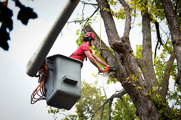 Best Commercial Tree Services  in Hoosick Falls, NY