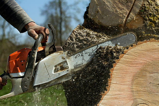 Best Leaf Removal  in Hoosick Falls, NY