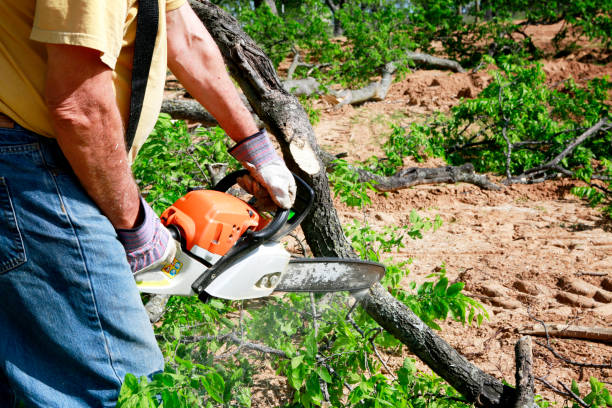 Best Emergency Tree Removal  in Hoosick Falls, NY